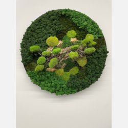 Mos billede 80 med bonzai i 3D effekt (OBS kan ikke sendes skal leveres eller hentes)