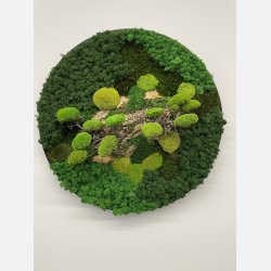 Mos billede 80 med bonzai i 3D effekt (OBS kan ikke sendes skal leveres eller hentes)