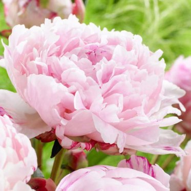 Konserverede blomster