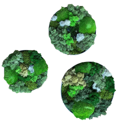 ! 8. / Mos-kit m. 3 runde rammer --- DO-IT-YOURSELF