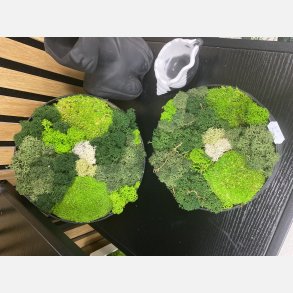  Mos kit 27 i sm� genbrugspapirs rammer med konserveret mos