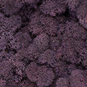 Konserveret mos Rensdyr/Aubergine