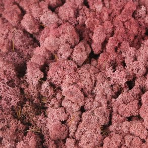 Konserveret mos Rensdyr/Bourdeaux