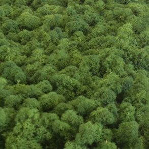 Konserveret mos Rensdyr/Forest green