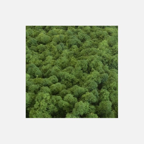 Konserveret mos Rensdyr/Forest green