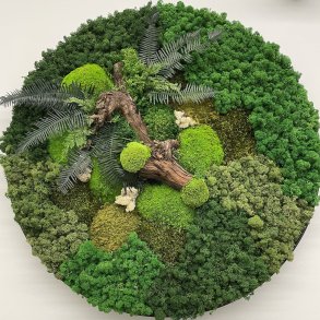 Mos billede m. grapegren/bregne �60 / ramme i sort b�rstet alu