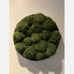 Pudemos billede i 40 mrk grn