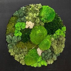 Mos-billede (ramme i sort/brstet alu) 40