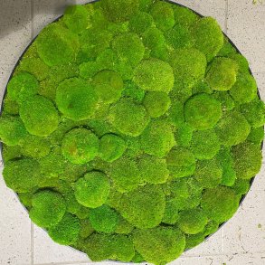 !23 / Mos-kit �40 m. lys pudemos