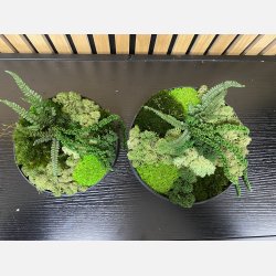 Mos kit  29 i sm genbrugspapirs rammer med konserveret hortensia 