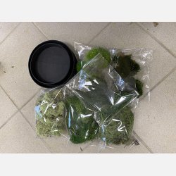 Mos kit  29 i sm genbrugspapirs rammer med konserveret hortensia 