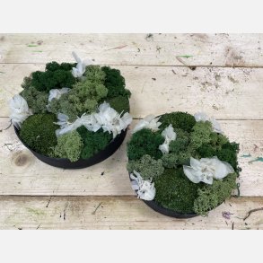 Mos kit 26 i sm� genbrugspapirs rammer med konserveret hortensia 