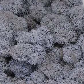 Konserveret mos Rensdyr/Ice blue
