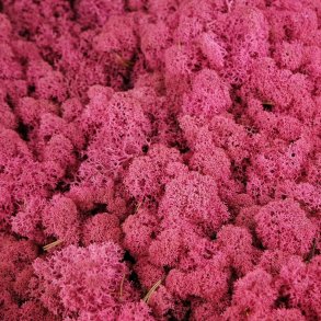 Konserveret mos Rensdyr/Erica