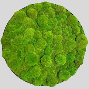 Mos-billede i lysgr�n pudemos �80 / ramme i egetr�