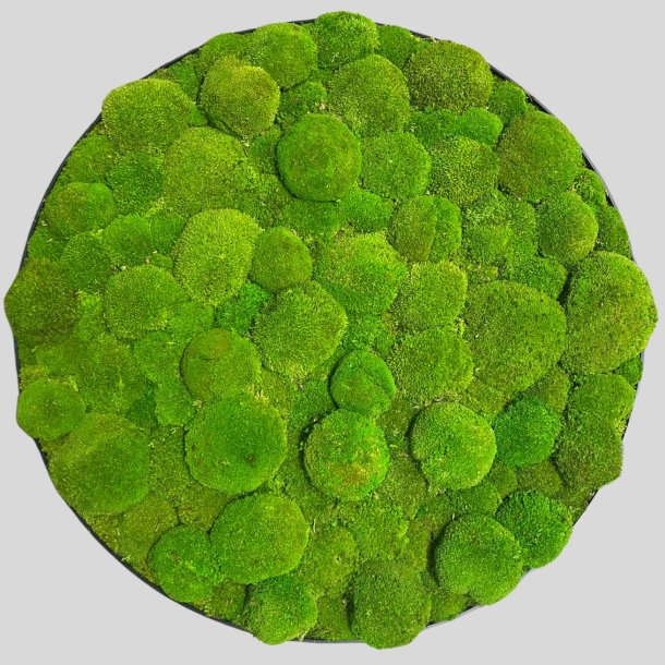 Mos-billede i lysgr�n pudemos �60 / ramme i egetr�