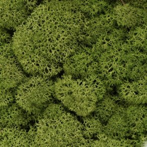 Konserveret mos Rensdyr/Mellem green