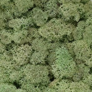 Konserveret mos Rensdyr/Mint