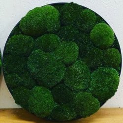 Mos-billede i m�rk pudemos �100 / ramme i sort b�rstet alu