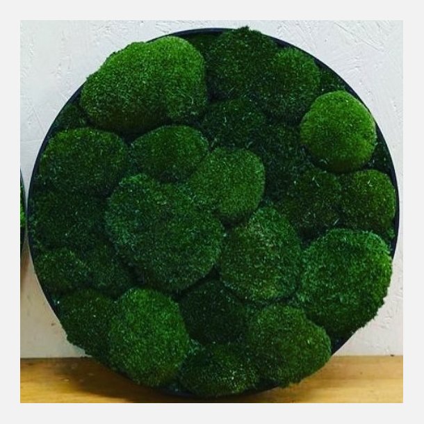 Mos-billede i m�rk pudemos �100 / ramme i sort b�rstet alu