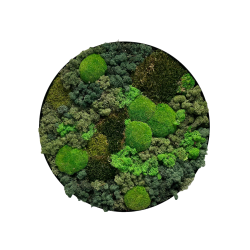 Mos-billede (ramme i sort/brstet alu) 60