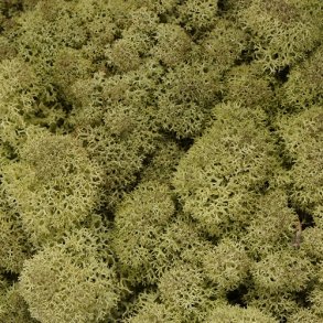 Konserveret mos Rensdyr/Old spring