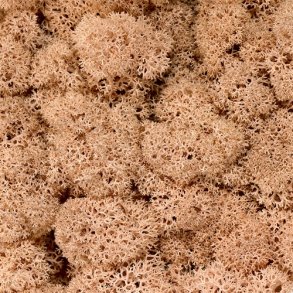 Konserveret mos Rensdyr/Peach