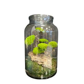 34 mos kit glas med bonzaitr