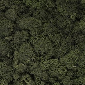 Konserveret mos Rensdyr/Pine