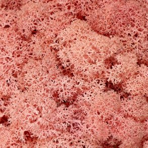 Konserveret mos Rensdyr/Lys rosa