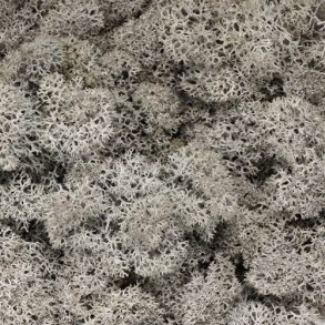 Konserveret mos Rensdyr/Silver