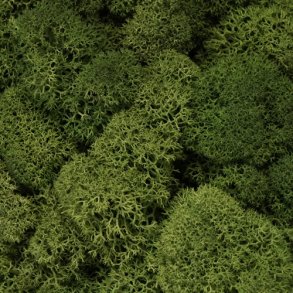 Konserveret mos Rensdyr/Skovgr�n