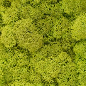 Konserveret mos Rensdyr/Springgreen