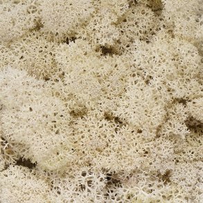 Konserveret mos Rensdyr/cream