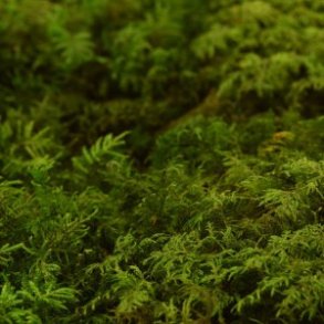 Konserveret mos Fern