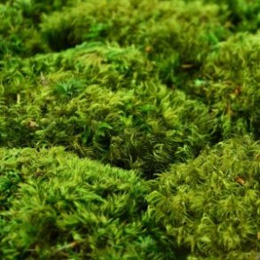 Konserveret mos Hair