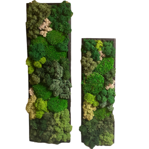 Mos-billeder i sort tr ramme.