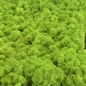 Konserveret mos Rensdyr/Light green