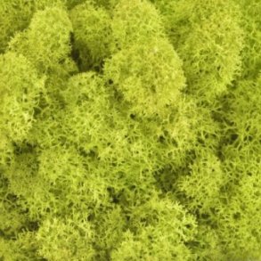 Konserveret mos Rensdyr/Lime green