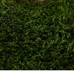 Konserveret mos Long