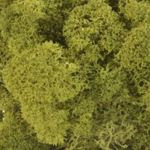 Konserveret mos Rensdyr/Medium green