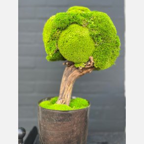 Mos tr af pudemos cirka hjde 45-50 cm hj 