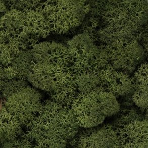 Konserveret mos Rensdyr/Mossgreen
