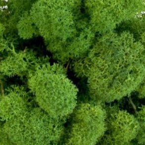 Konserveret mos Rensdyr/Nature green