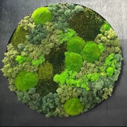 Mos-billede (ramme i sort/brstet alu) 60