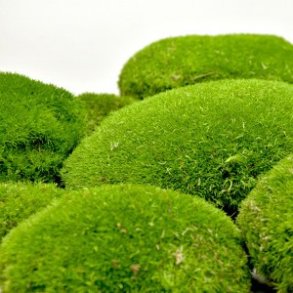 Konserveret pudemos lys grn