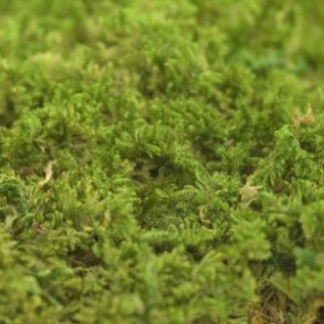 Konserveret mos Rock