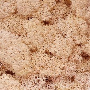 Konserveret mos Rensdyr/Sepia